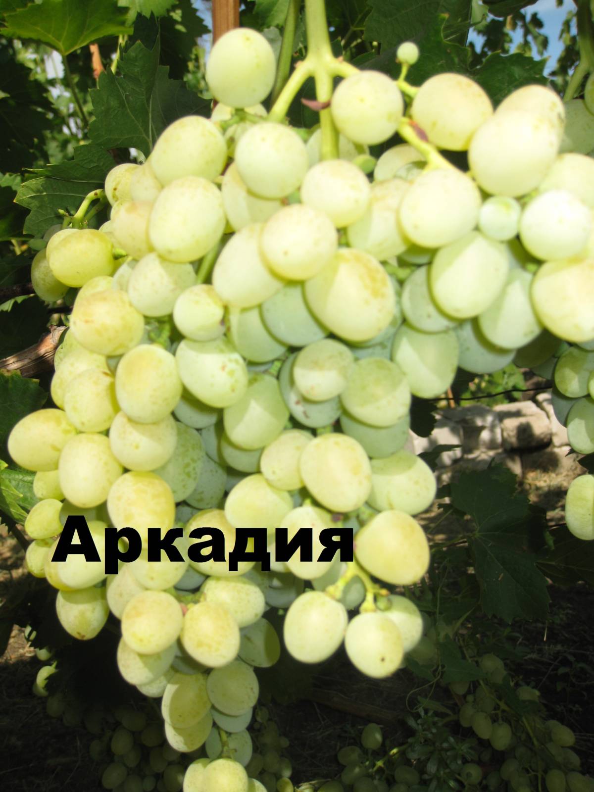Новая аркадия сорт винограда Новая аркадия сорт винограда